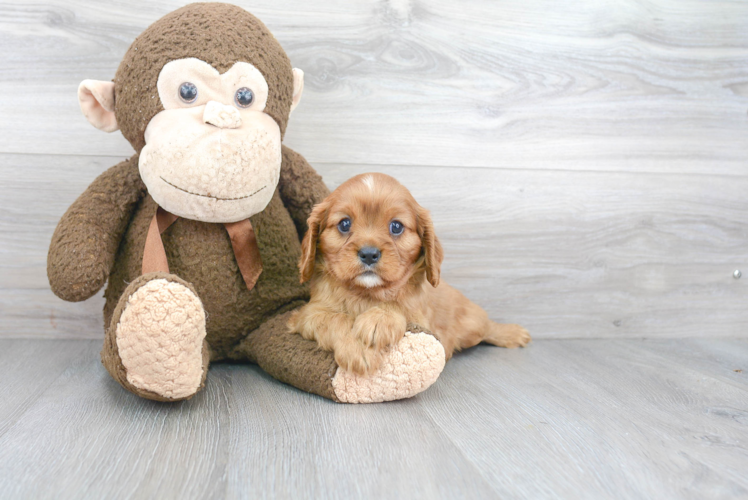 Akc Registered Cavalier King Charles Spaniel Purebred Pup