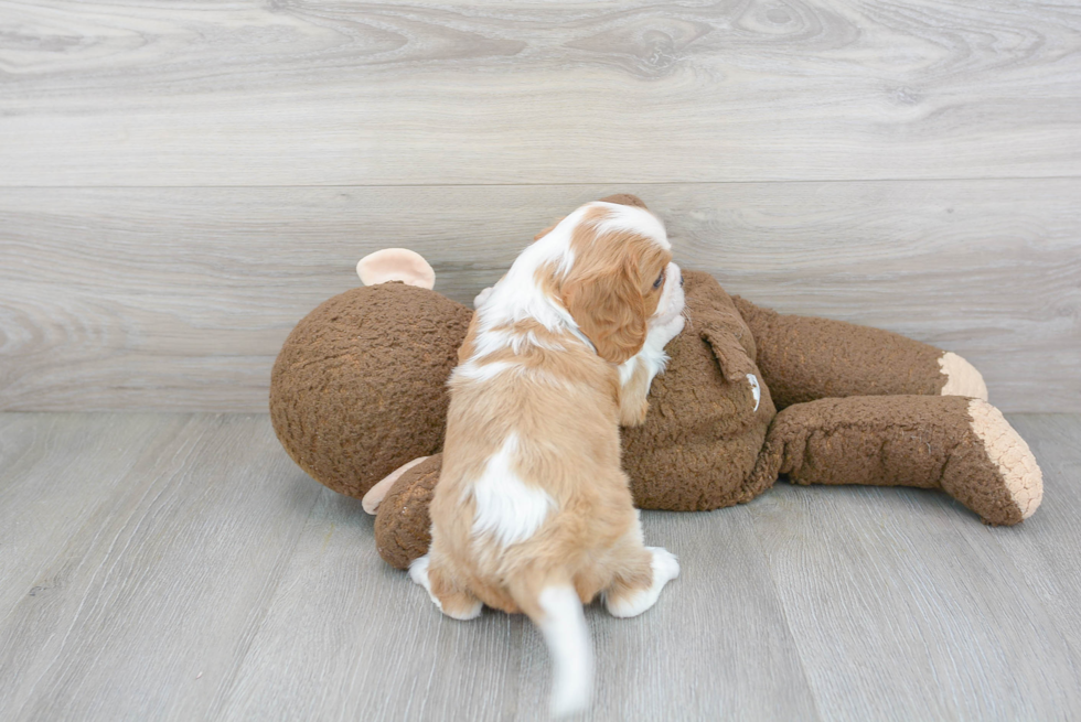 Best Cavalier King Charles Spaniel Baby