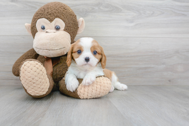 Cavalier King Charles Spaniel Pup Being Cute