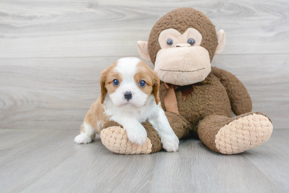 Cavalier King Charles Spaniel Pup Being Cute