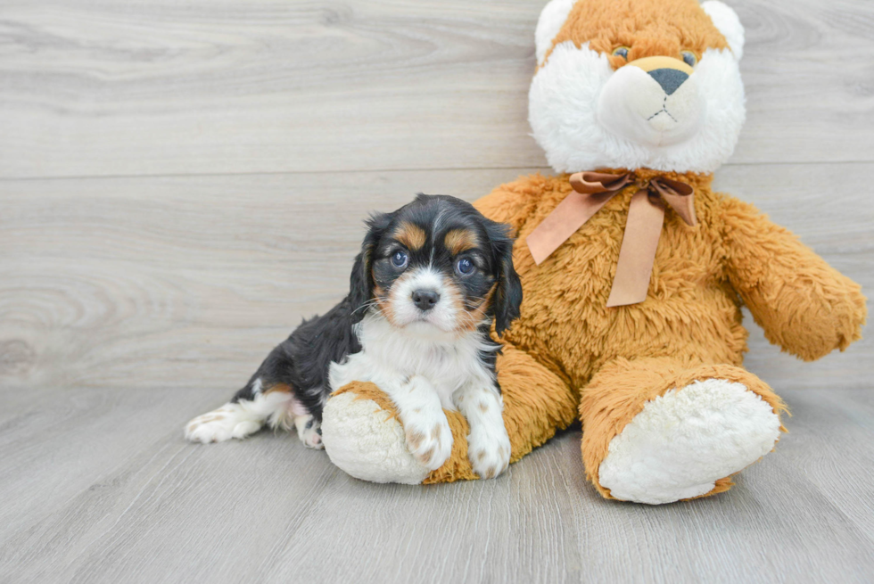 Cavalier King Charles Spaniel Puppy for Adoption