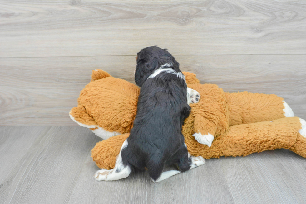 Sweet Cavalier King Charles Spaniel Purebred Puppy
