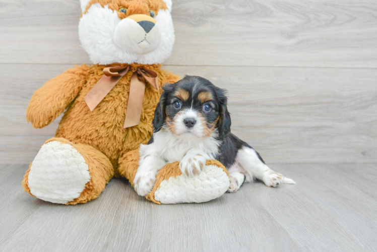 Akc Registered Cavalier King Charles Spaniel Baby