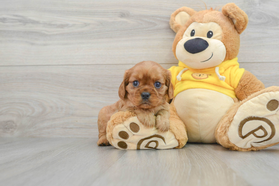 Sweet Cavalier King Charles Spaniel Purebred Puppy