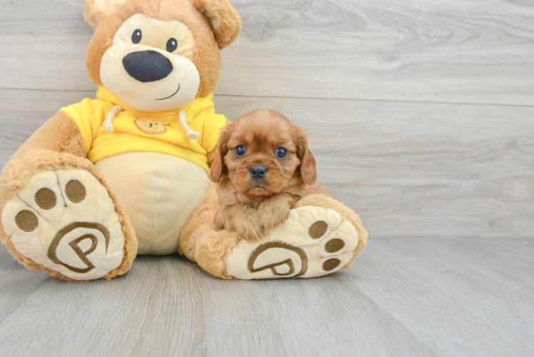 Best Cavalier King Charles Spaniel Baby