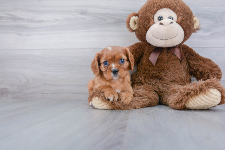 Cavalier King Charles Spaniel Puppy for Adoption