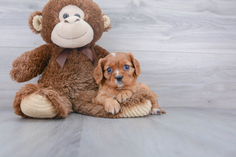 Small Cavalier King Charles Spaniel Purebred Pup