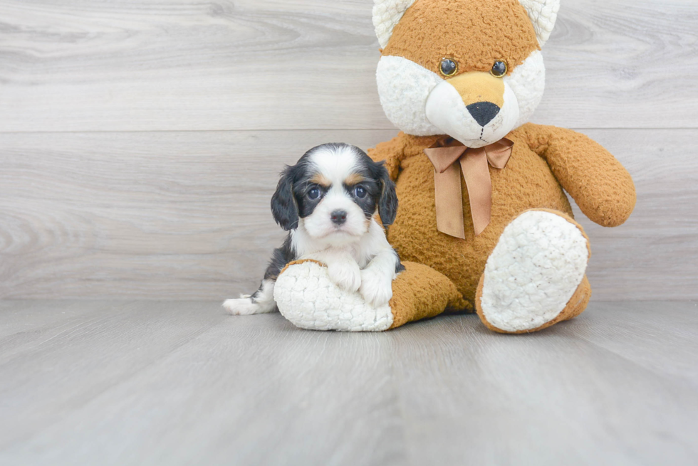 Cavalier King Charles Spaniel Puppy for Adoption