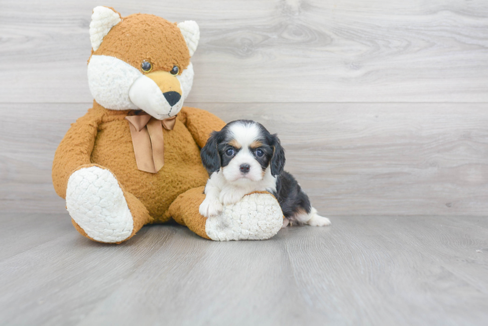 Happy Cavalier King Charles Spaniel Purebred Puppy