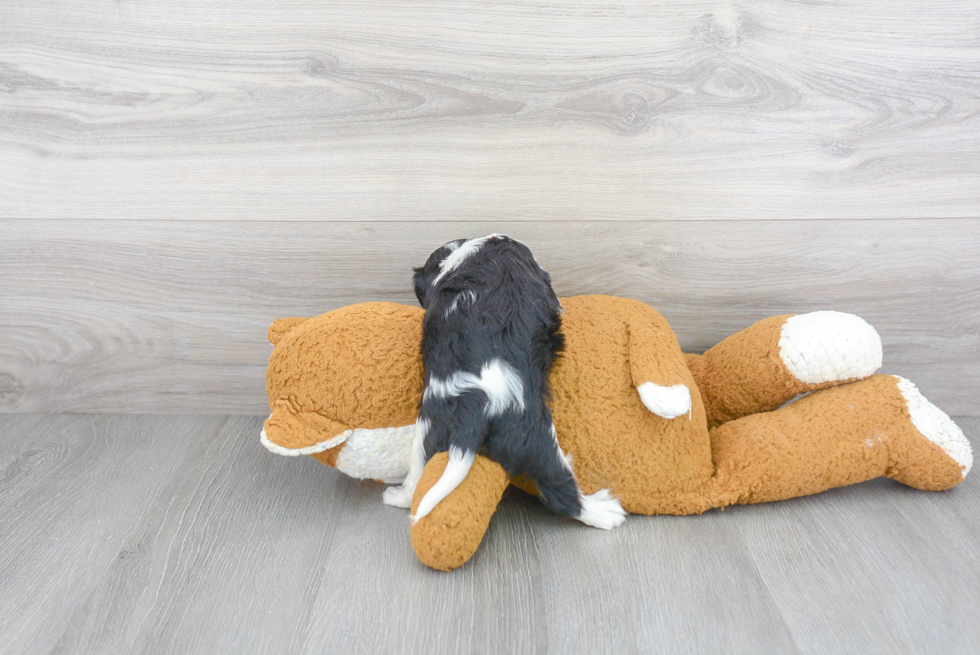 Cavalier King Charles Spaniel Pup Being Cute