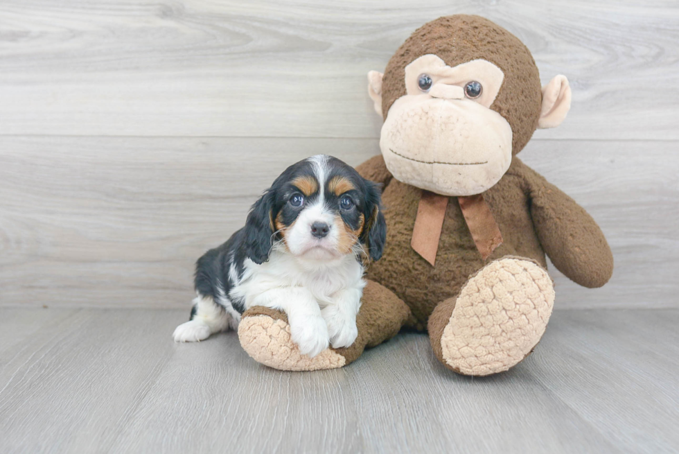 Cavalier King Charles Spaniel Pup Being Cute