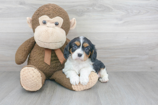 Cavalier King Charles Spaniel Pup Being Cute