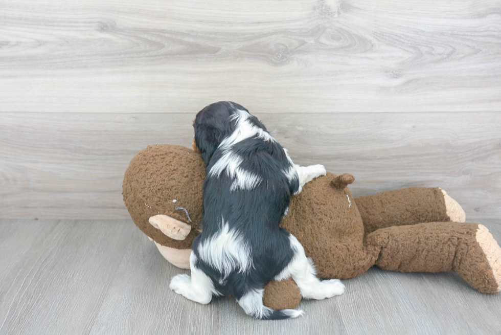 Energetic Cavalier King Charles Spaniel Purebred Puppy