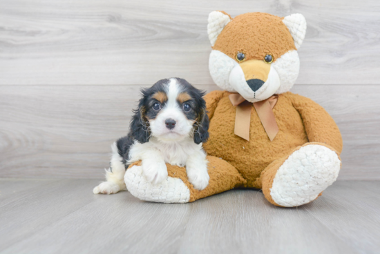 Playful Cavalier King Charles Spaniel Baby