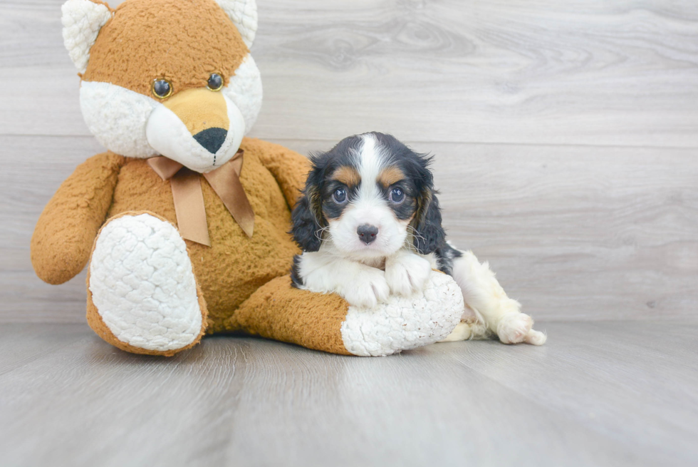 Best Cavalier King Charles Spaniel Baby