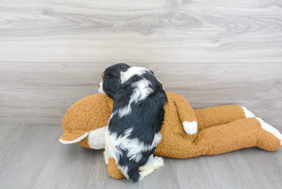 Cavalier King Charles Spaniel Puppy for Adoption