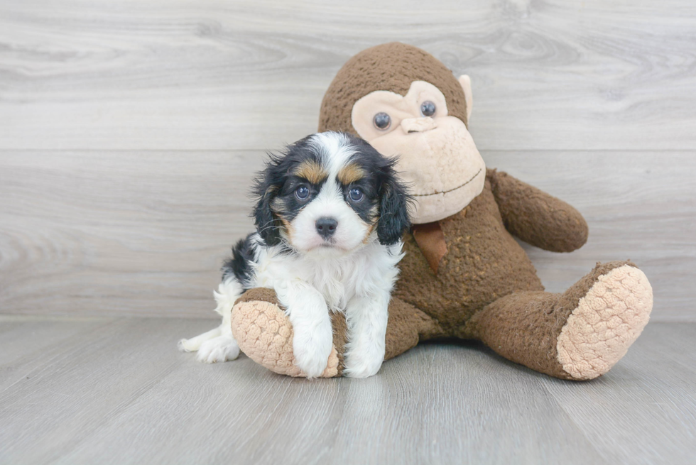 Funny Cavalier King Charles Spaniel Baby