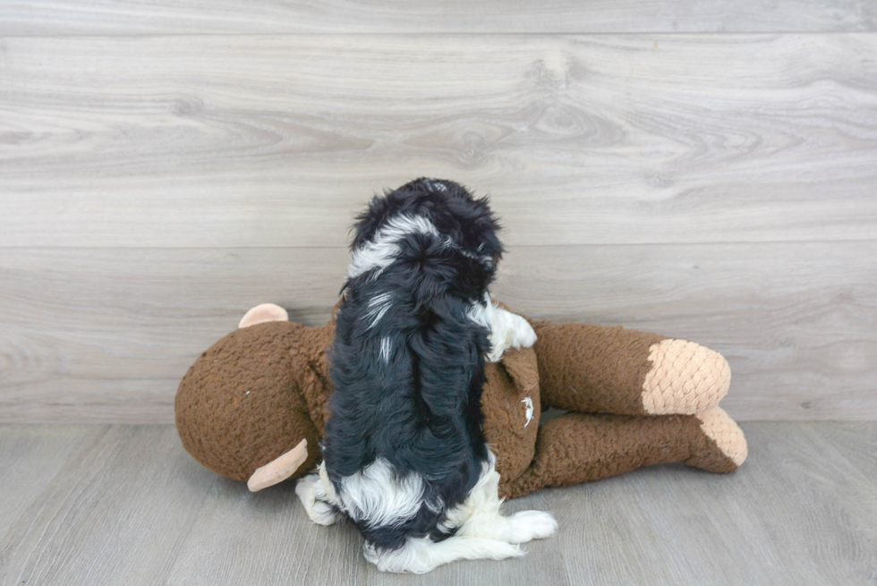 Best Cavalier King Charles Spaniel Baby