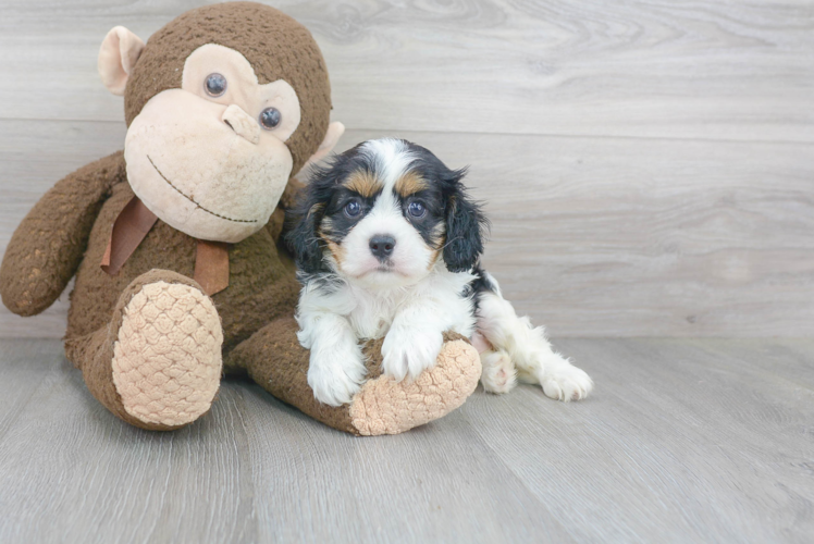Petite Cavalier King Charles Spaniel Purebred Puppy