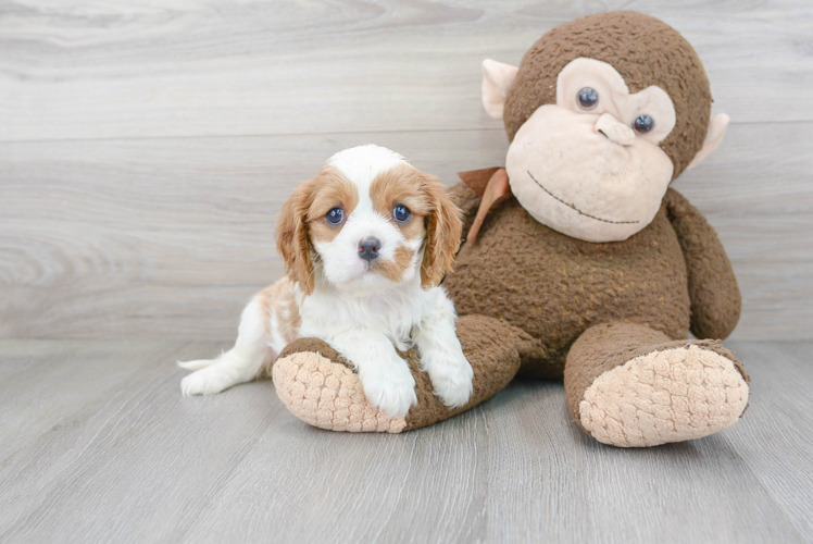 Best Cavalier King Charles Spaniel Baby