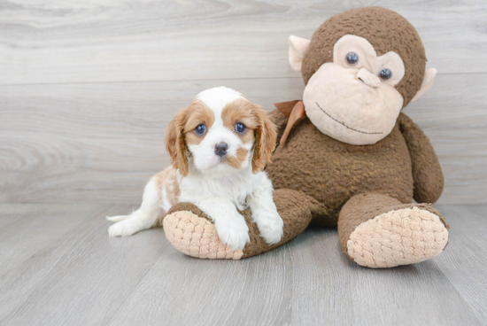 Best Cavalier King Charles Spaniel Baby