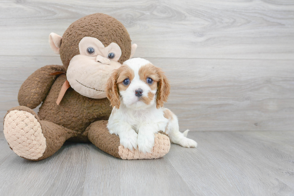 Playful Cavalier King Charles Spaniel Baby