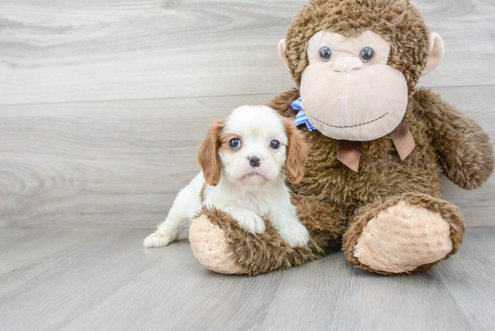 Energetic Cavalier King Charles Spaniel Purebred Puppy