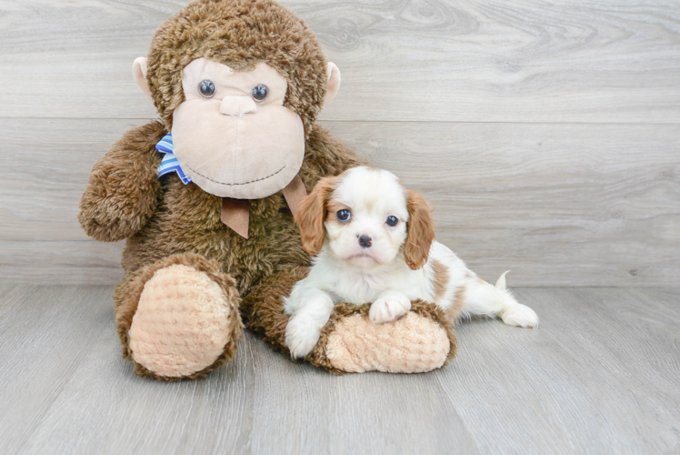 Cavalier King Charles Spaniel Puppy for Adoption