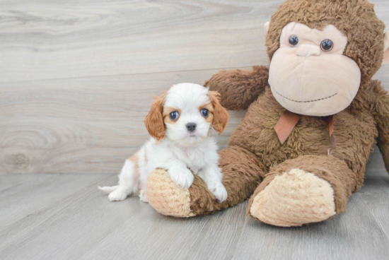 Popular Cavalier King Charles Spaniel Purebred Pup