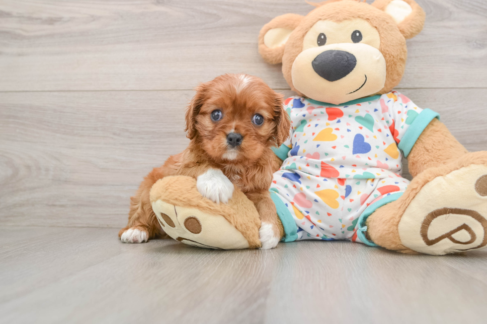 Cavalier King Charles Spaniel Pup Being Cute
