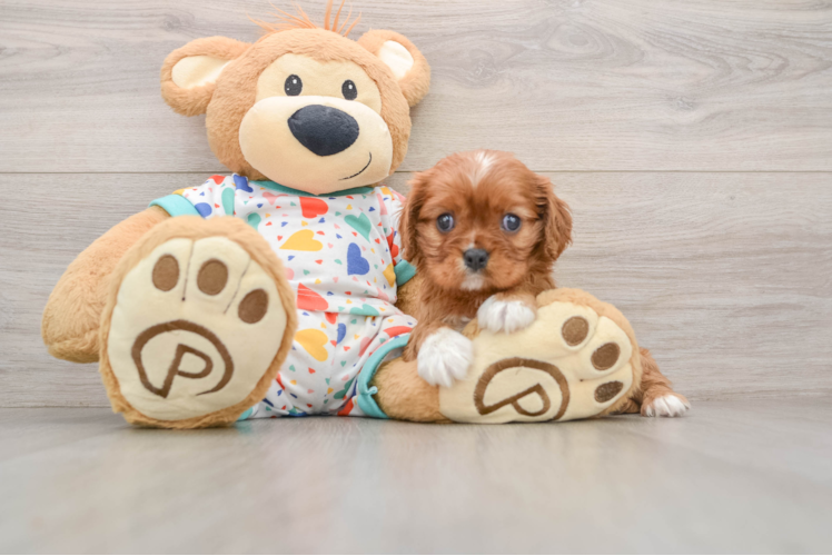 Small Cavalier King Charles Spaniel Baby