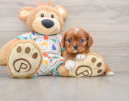 6 week old Cavalier King Charles Spaniel Puppy For Sale - Premier Pups