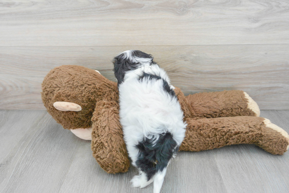 Fluffy Cavalier King Charles Spaniel Purebred Puppy