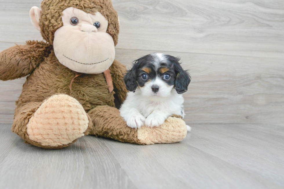 Best Cavalier King Charles Spaniel Baby