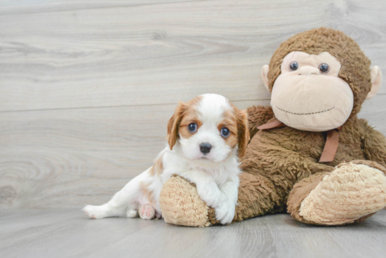 Best Cavalier King Charles Spaniel Baby