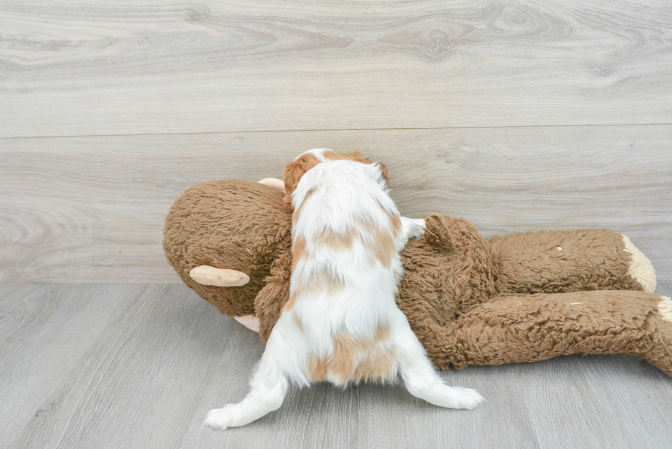 Fluffy Cavalier King Charles Spaniel Purebred Puppy