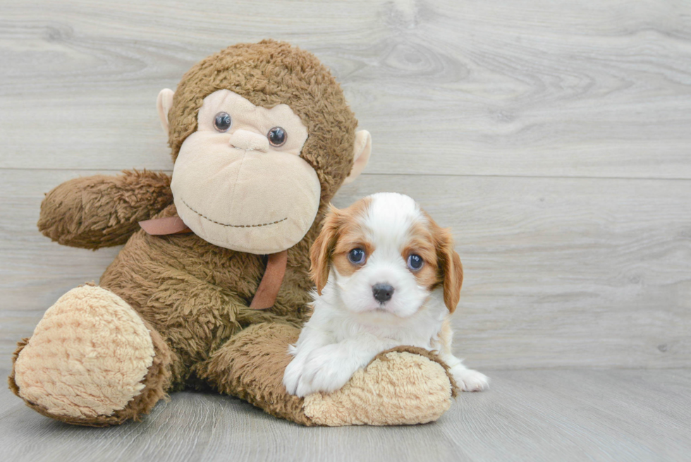 Cavalier King Charles Spaniel Pup Being Cute