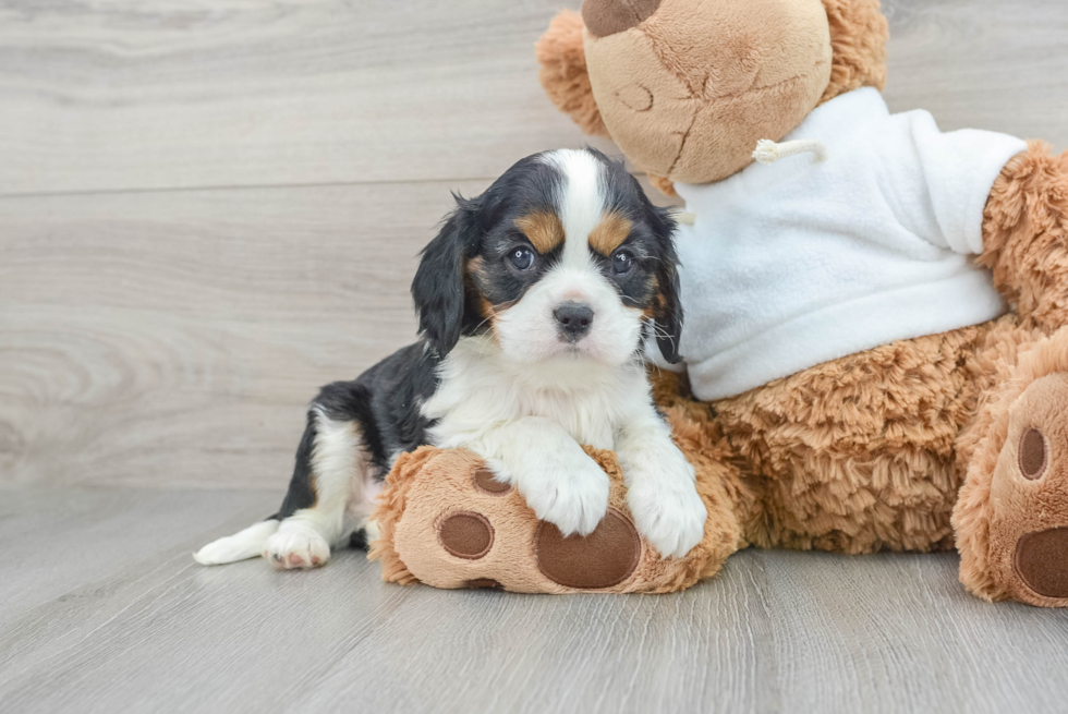 Cavalier King Charles Spaniel Puppy for Adoption