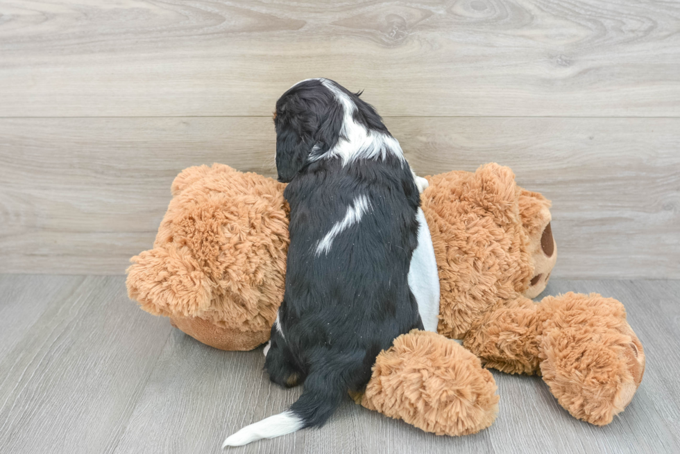 Funny Cavalier King Charles Spaniel Baby