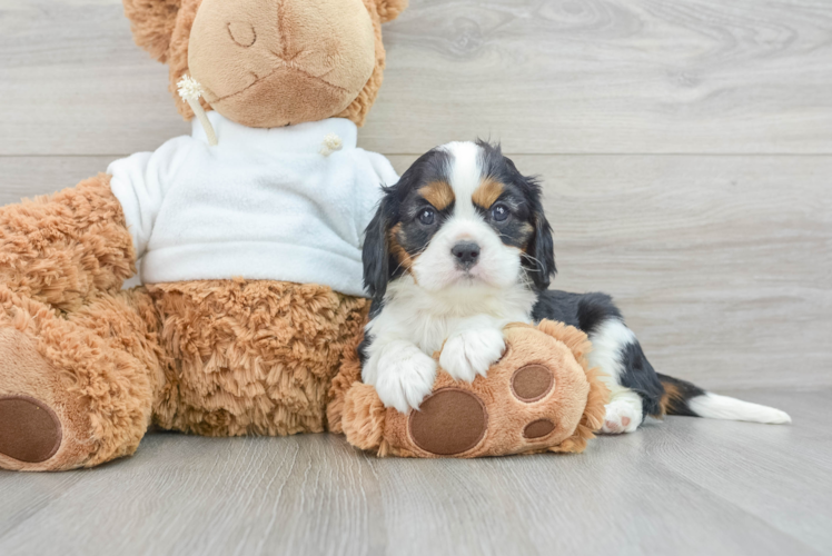 Adorable Cavalier King Charles Spaniel Purebred Puppy