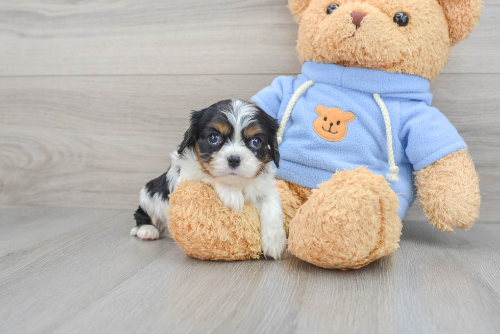 Best Cavalier King Charles Spaniel Baby