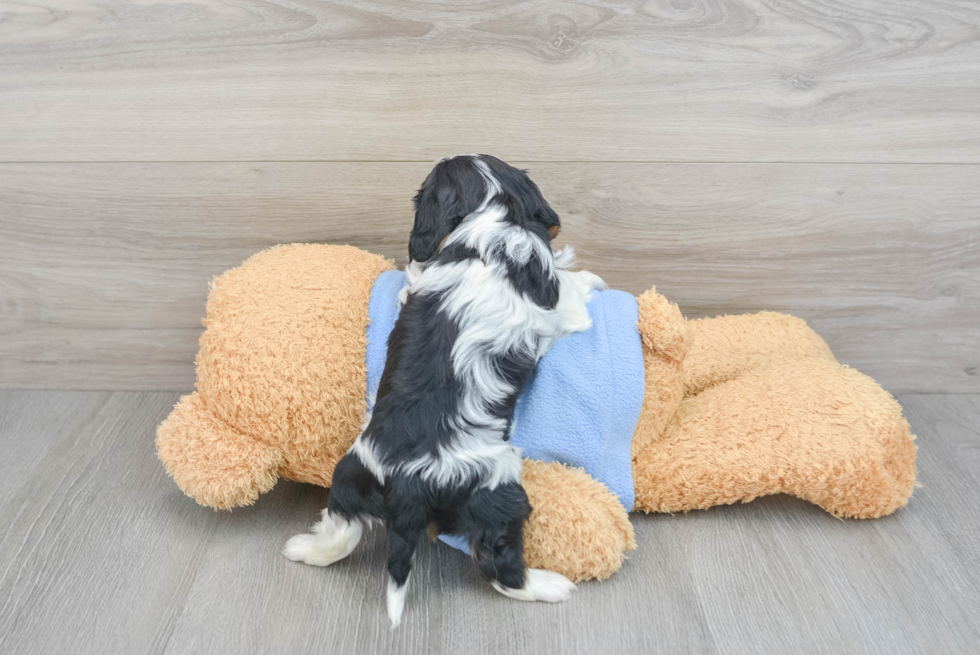 Best Cavalier King Charles Spaniel Baby
