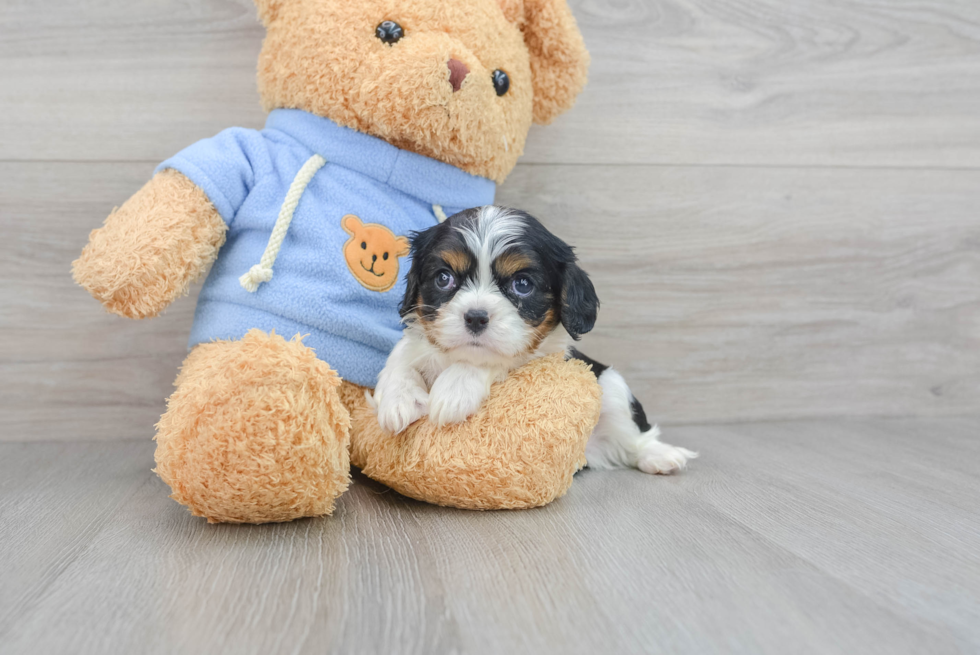 Best Cavalier King Charles Spaniel Baby
