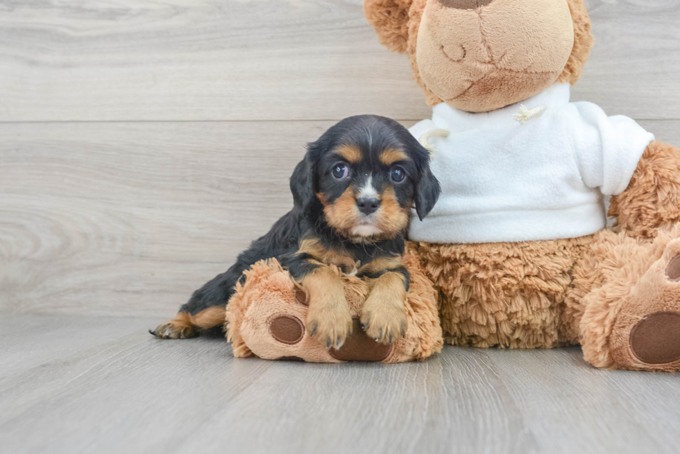 Cavalier King Charles Spaniel Pup Being Cute