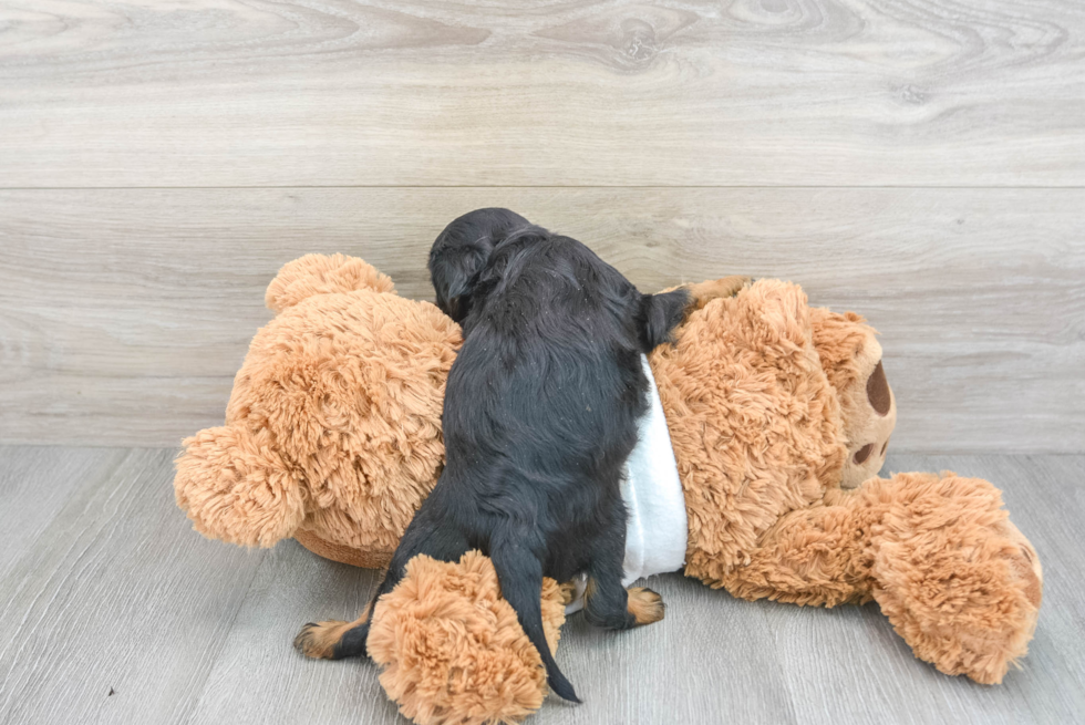 Fluffy Cavalier King Charles Spaniel Purebred Puppy