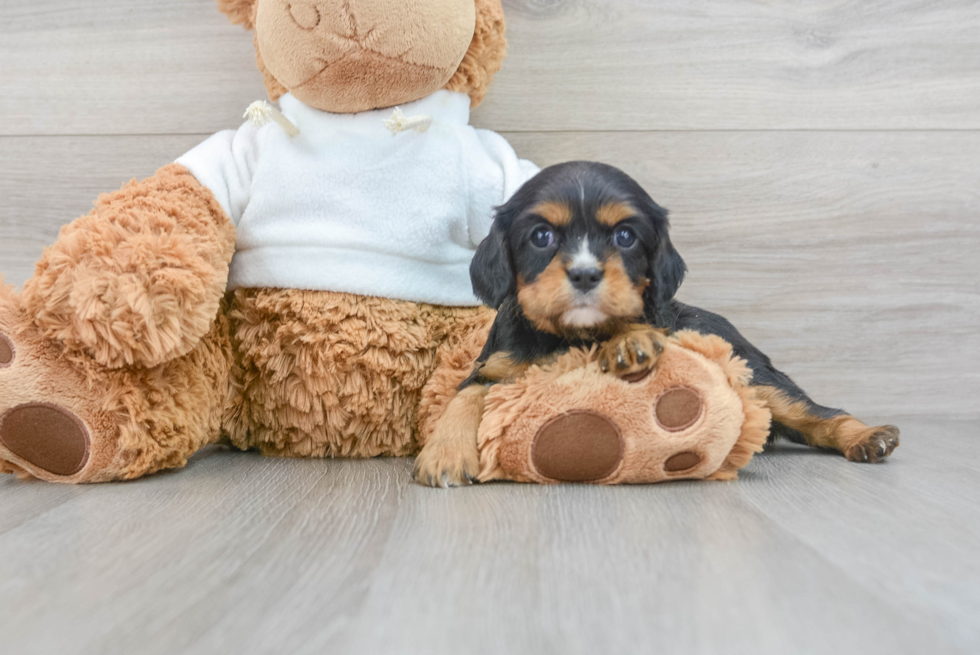 Cavalier King Charles Spaniel Puppy for Adoption