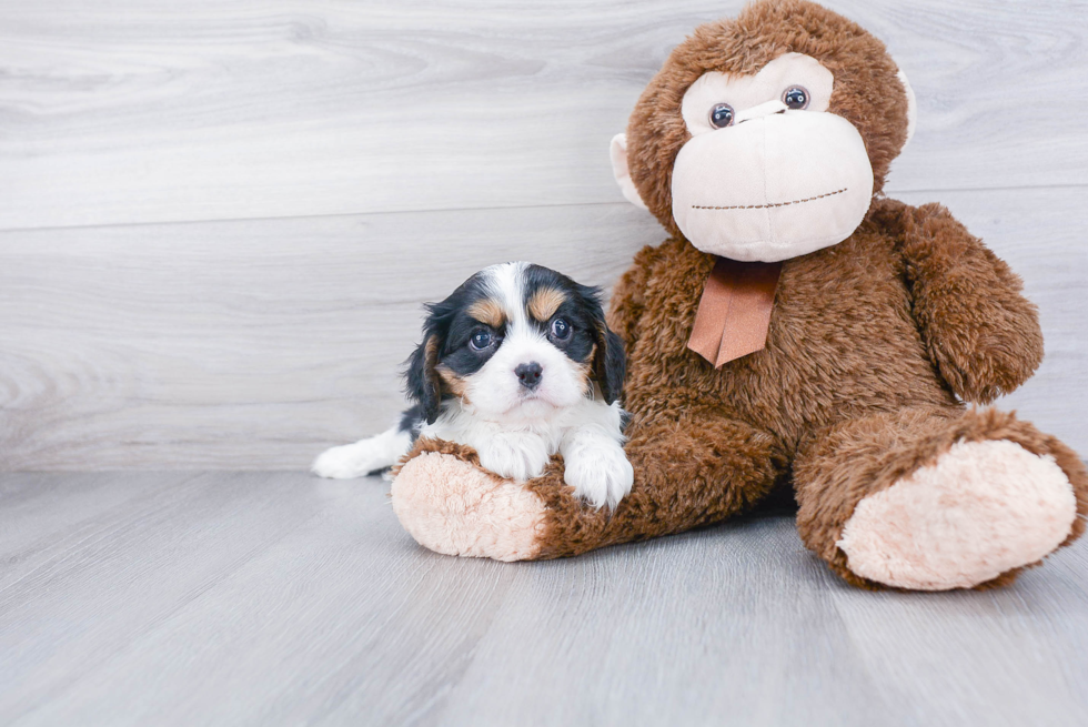 Playful Cavalier King Charles Spaniel Purebred Pup