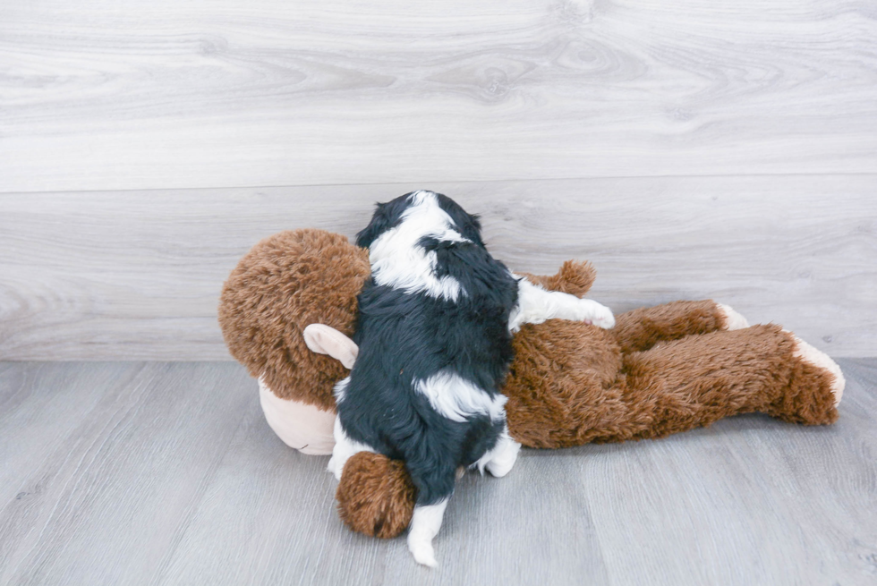 Playful Cavalier King Charles Spaniel Baby