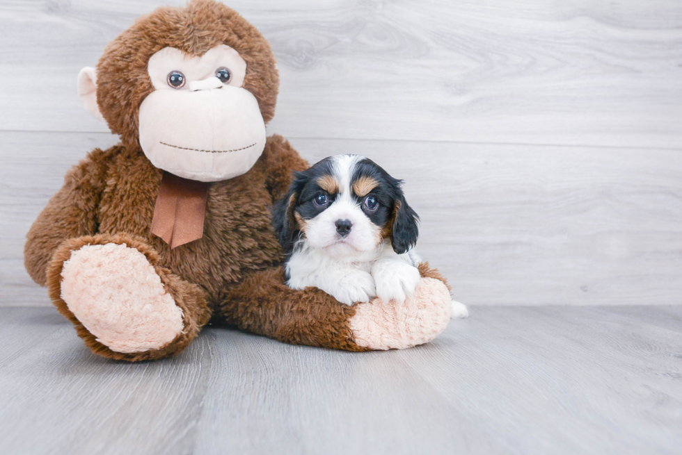 Hypoallergenic Cavalier King Charles Spaniel Purebred Pup