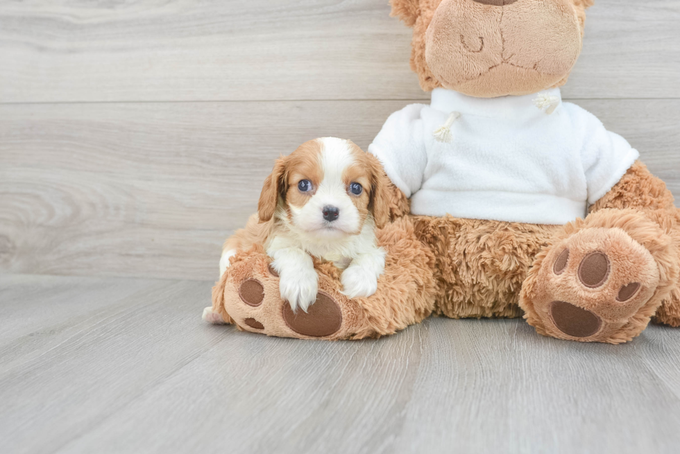 Funny Cavalier King Charles Spaniel Baby